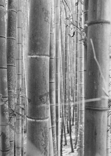 bamboo2